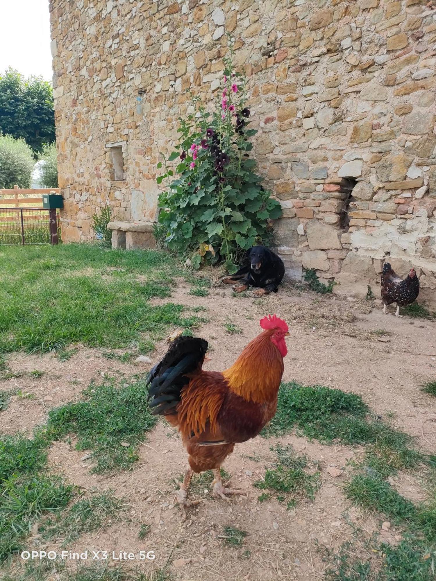 A La Ferme * Ongles